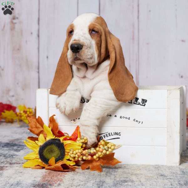 Sammy, Basset Hound Puppy